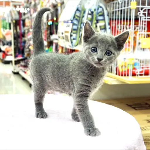 ロシアンブルー