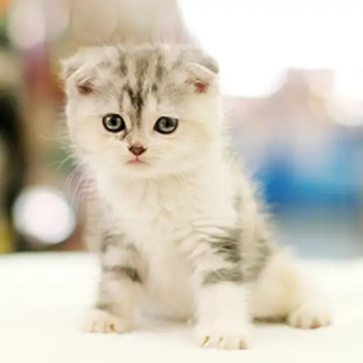 スコティッシュフォールド