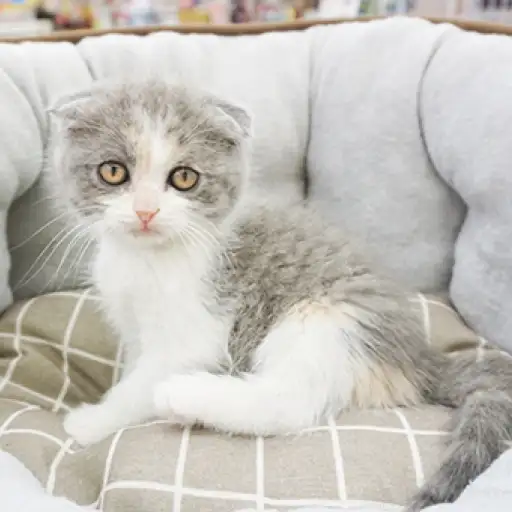 スコティッシュフォールド