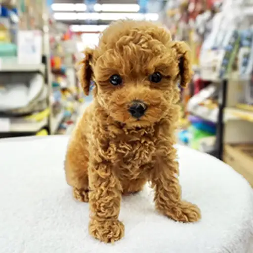 トイ・プードル