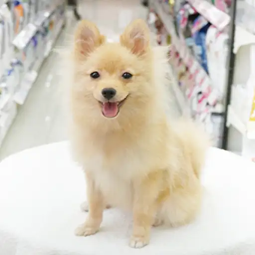 ポメラニアン
