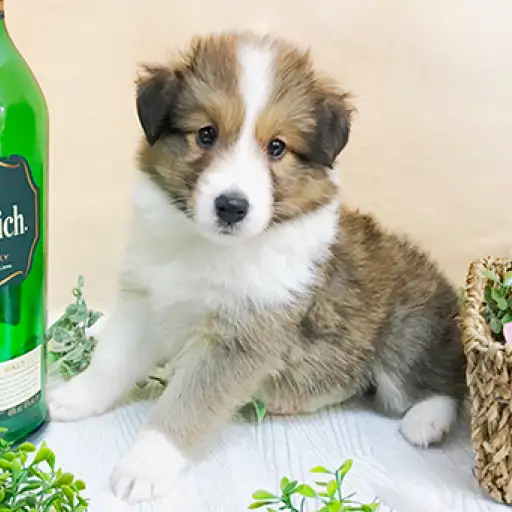 シェットランドシープドッグ