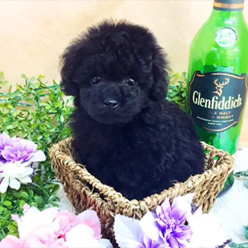 トイ・プードル