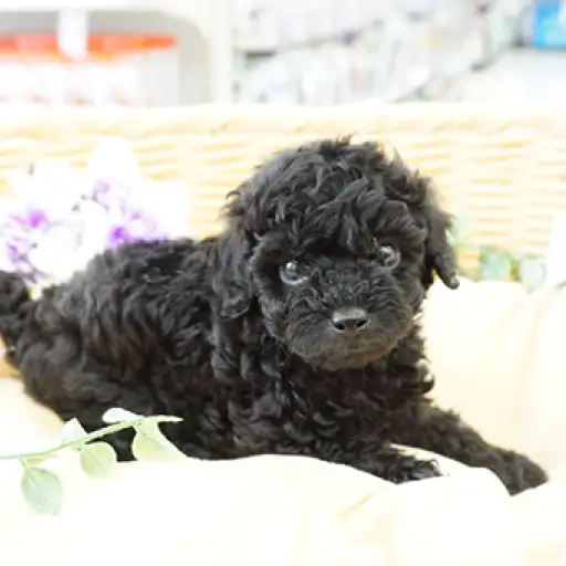 トイ・プードル