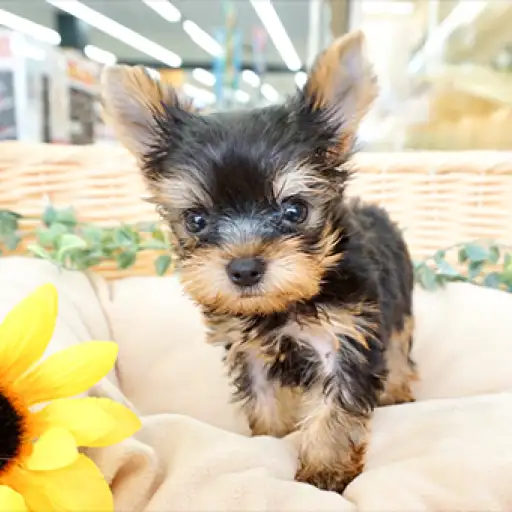 ヨークシャーテリア