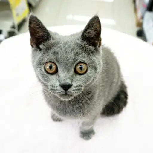 ブリティッシュショートヘア