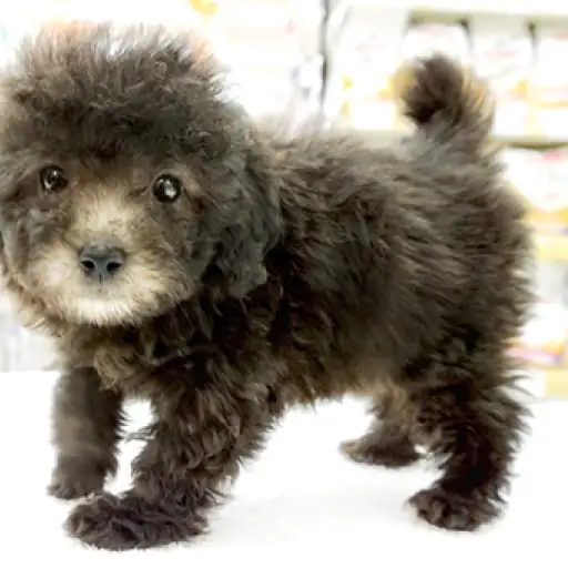 トイ・プードル