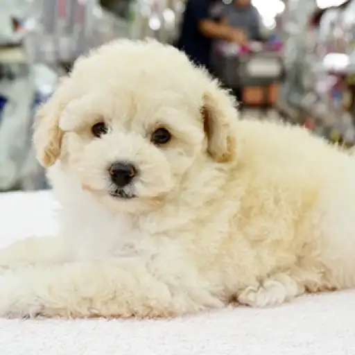 トイ・プードル