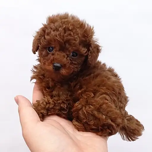 トイ・プードル