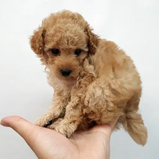 トイ・プードル