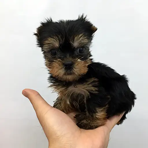 ヨークシャーテリア