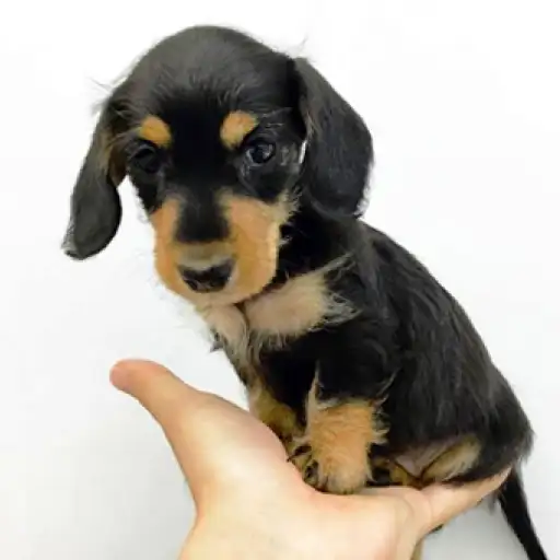 ミニチュア・ダックスフント