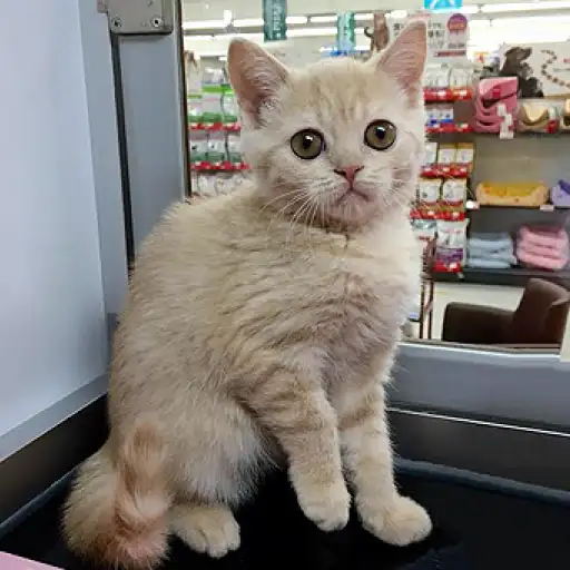 ブリティッシュショートヘア