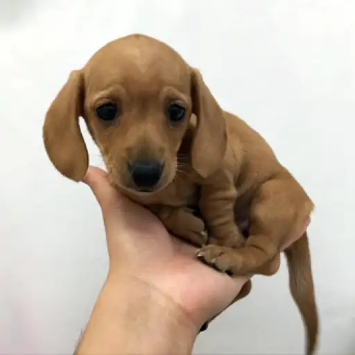 ミニチュア・ダックスフント