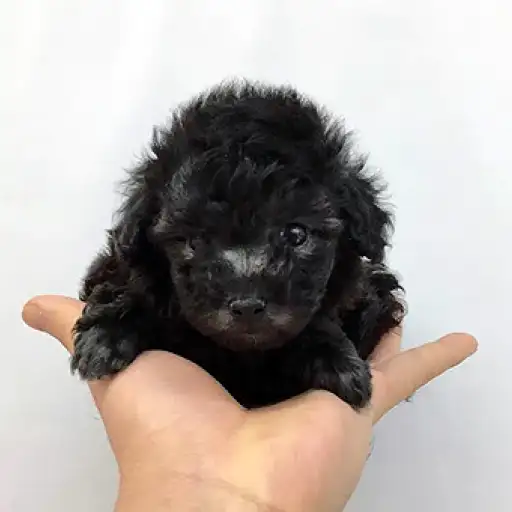 トイ・プードル