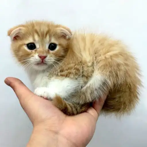 スコティッシュフォールド