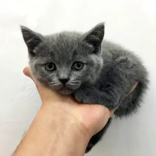 ブリティッシュショートヘア