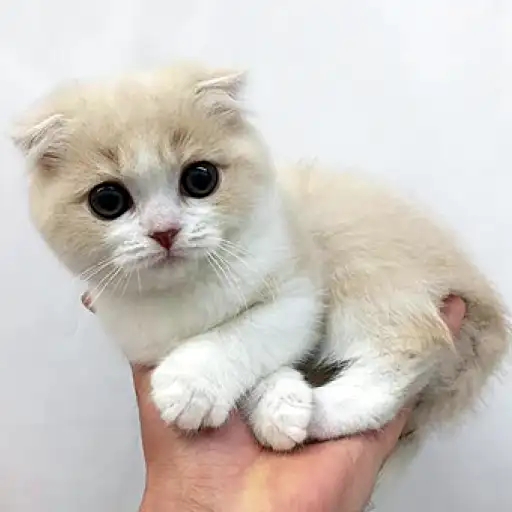 スコティッシュフォールド