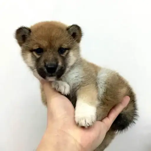 柴犬