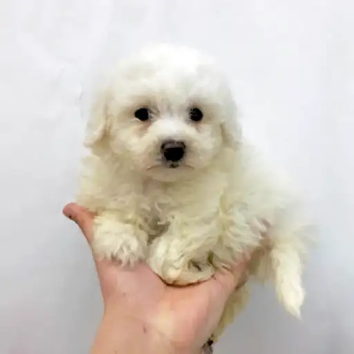 ビションフリーゼ