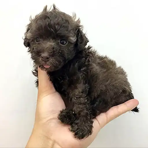 トイ・プードル