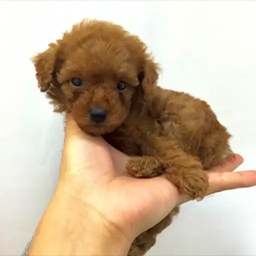 トイ・プードル