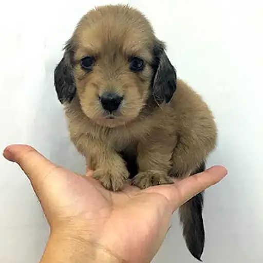 カニンヘン・ダックスフント