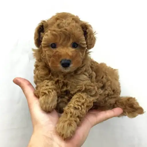 トイ・プードル