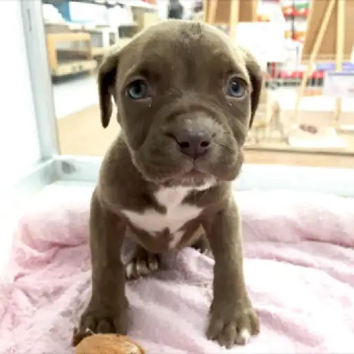 アメリカンピットブルテリア