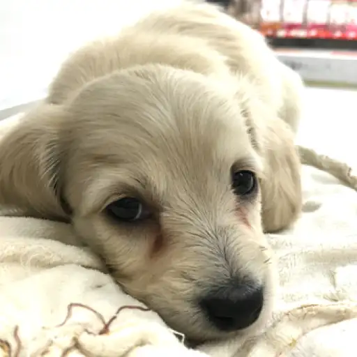 ミニチュア・ダックスフント