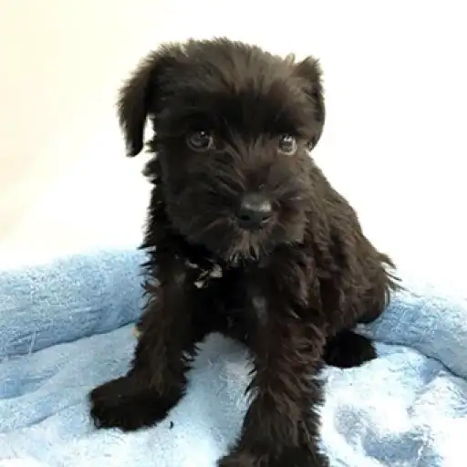 ミニチュア・シュナウザー