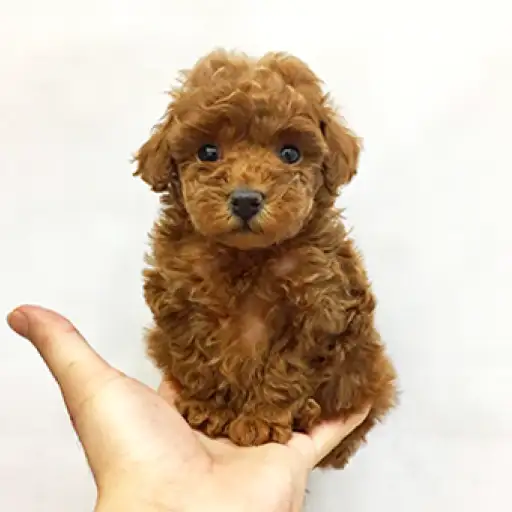 トイ・プードル