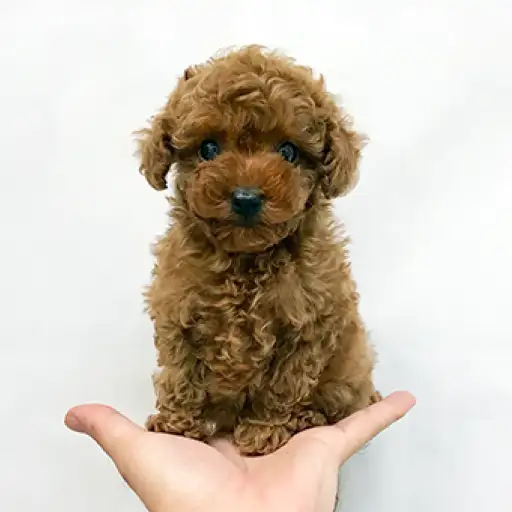 トイ・プードル