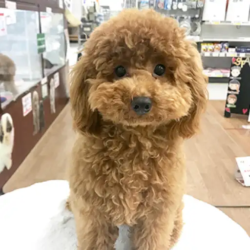 トイ・プードル