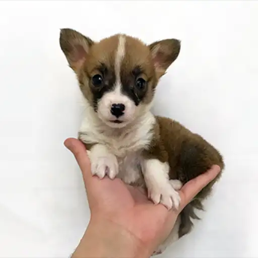 ウェルシュコーギーペンブローク