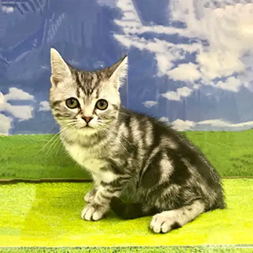 アメリカンショートヘア