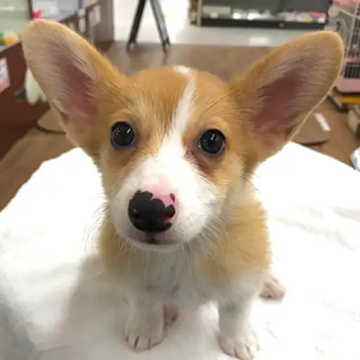 ウェルシュコーギーペンブローク