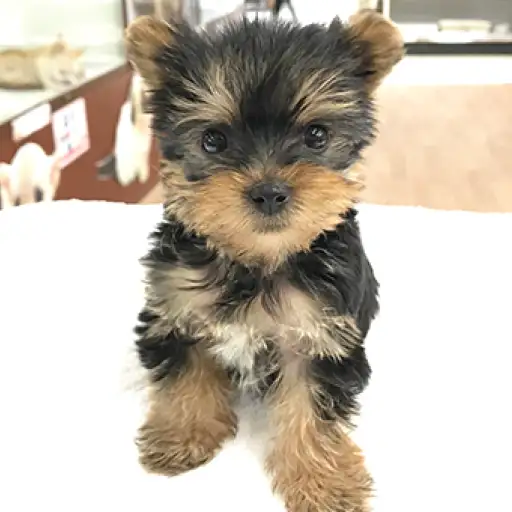 ヨークシャーテリア