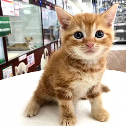 アメリカンショートヘア