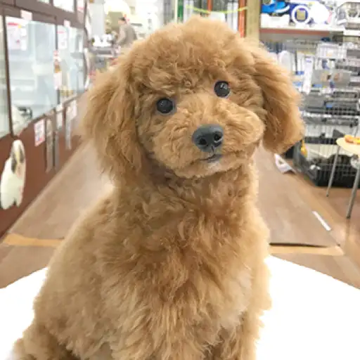 トイ・プードル