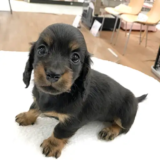 ミニチュア・ダックスフント