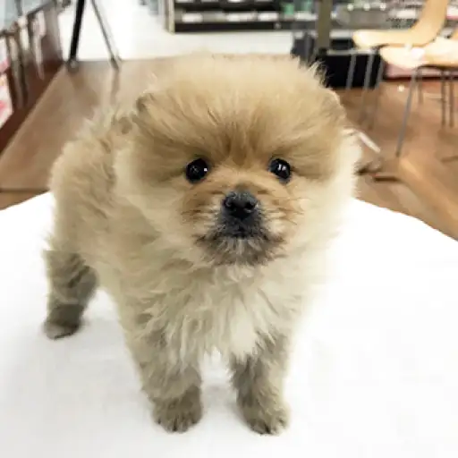 ポメラニアン