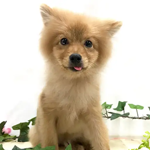 ポメラニアン