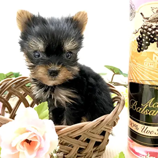 ヨークシャーテリア