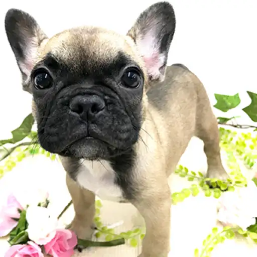 フレンチブルドッグ