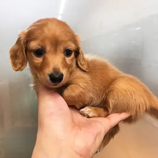 ミニチュア・ダックスフント