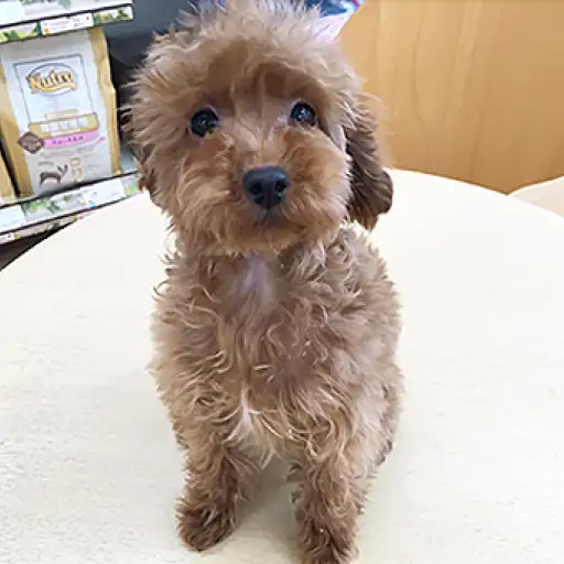 トイ・プードル