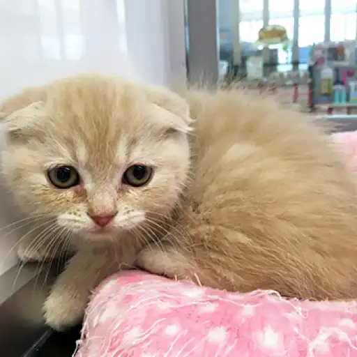 スコティッシュフォールド