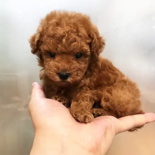 トイ・プードル