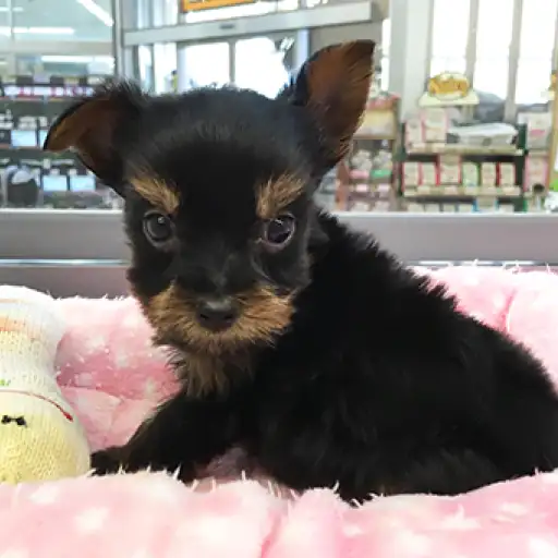 ヨークシャーテリア